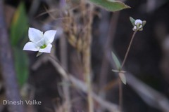 Oldenlandia stocksii